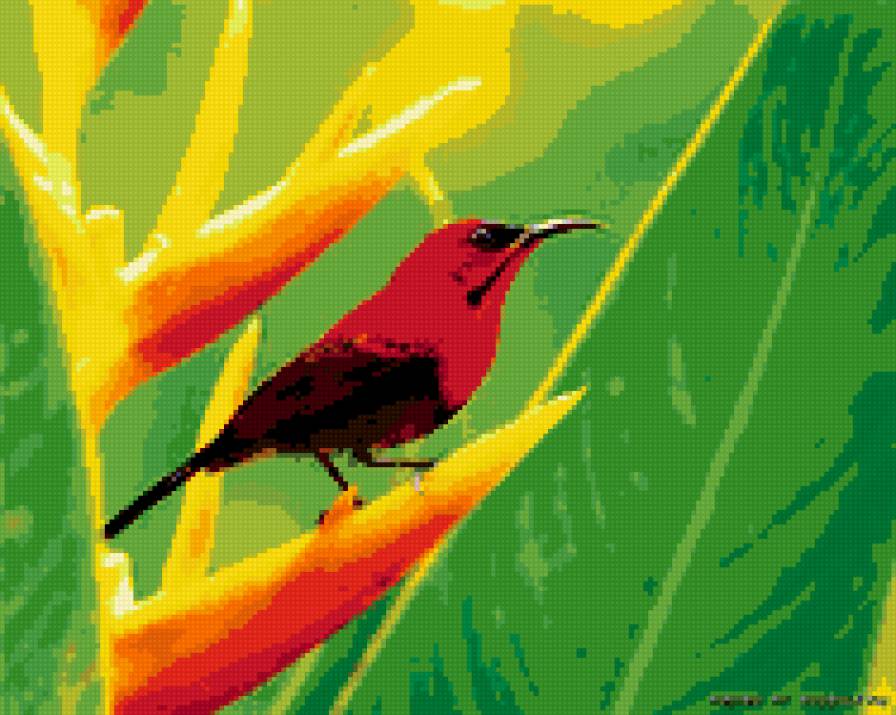 Красная птичка на стрелиции - стрелиция, птица - предпросмотр
