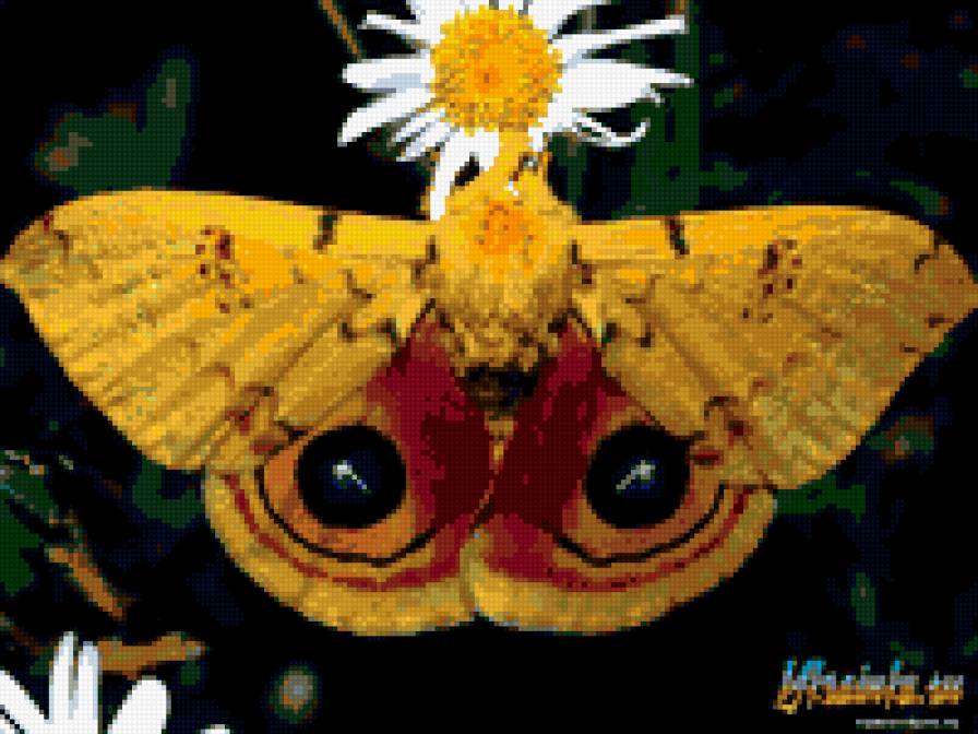 Бабочка желтая и мохнатая - бабочка, цветок - предпросмотр