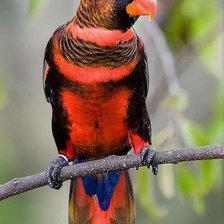 Оригинал схемы вышивки «красный попугай» (№292256)