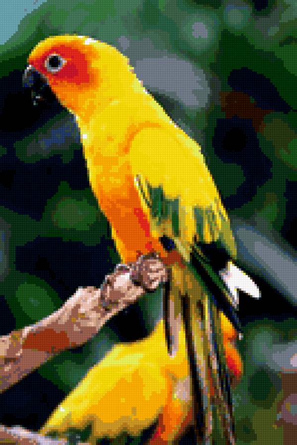 желтый попугай - попугай - предпросмотр
