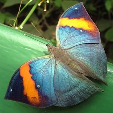 Схема вышивки «голубая бабочка»