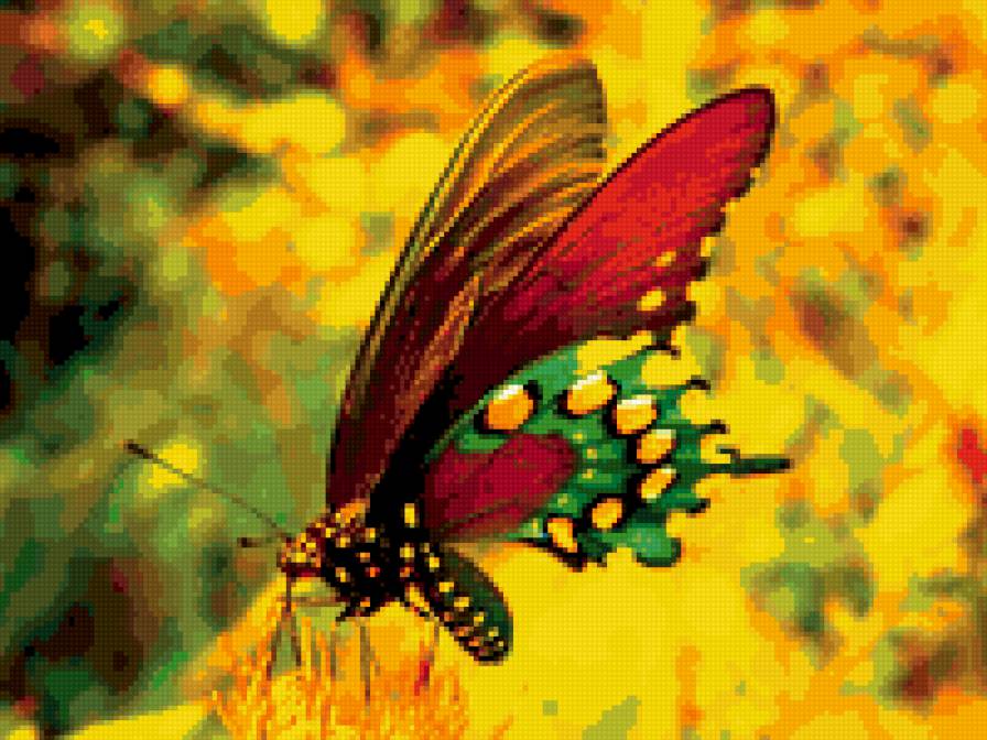 бабочка на желтом фоне - бабочка - предпросмотр