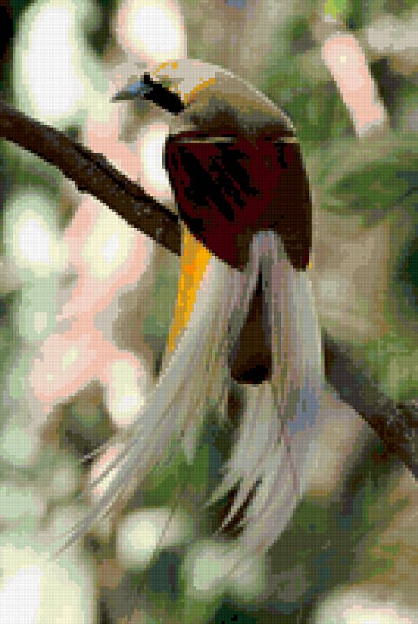 большая райская птица - птица - предпросмотр