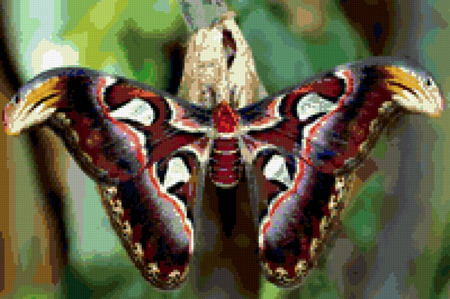 ночная бабочка - бабочка - предпросмотр