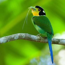 зеленая птица