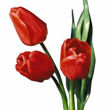 Оригинал схемы вышивки «тюльпаны» (№293623)