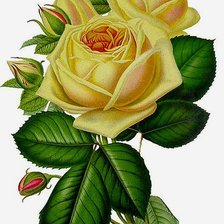 Оригинал схемы вышивки «нежная роза» (№293872)