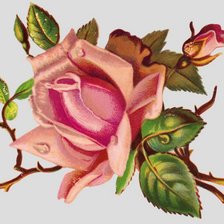 Оригинал схемы вышивки «роза» (№293895)