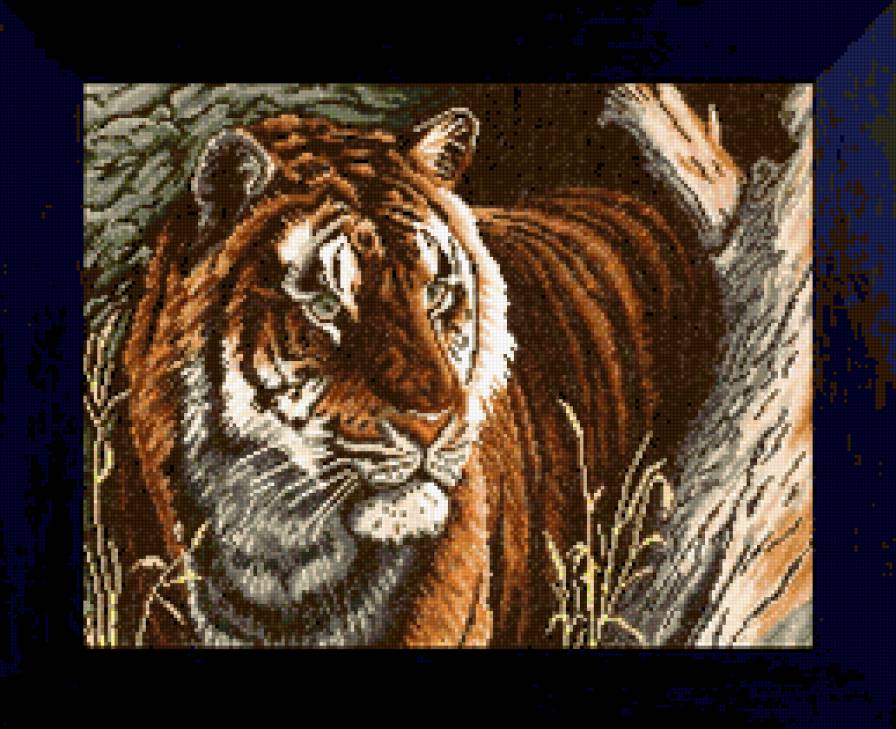 тигр красавец - тигр, животные - предпросмотр