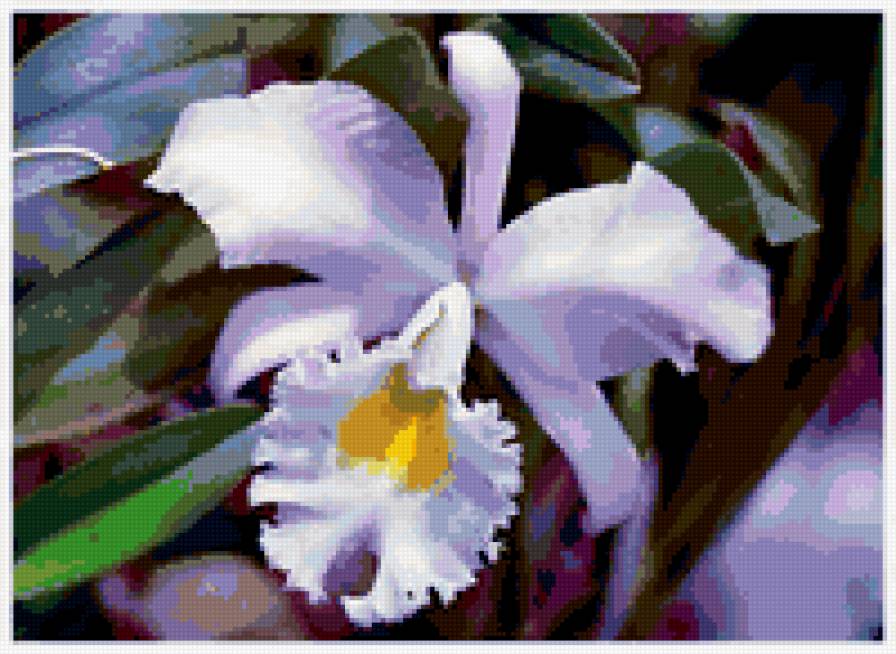 орхидея - орхидея, цветы - предпросмотр