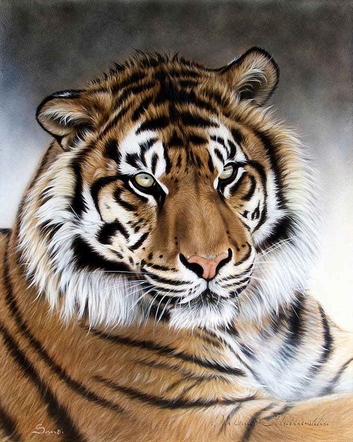 ХУДОЖНИК - Sandi Baker - тигр, картина, леопард, животное, лес, зверь, хищник, лев - оригинал