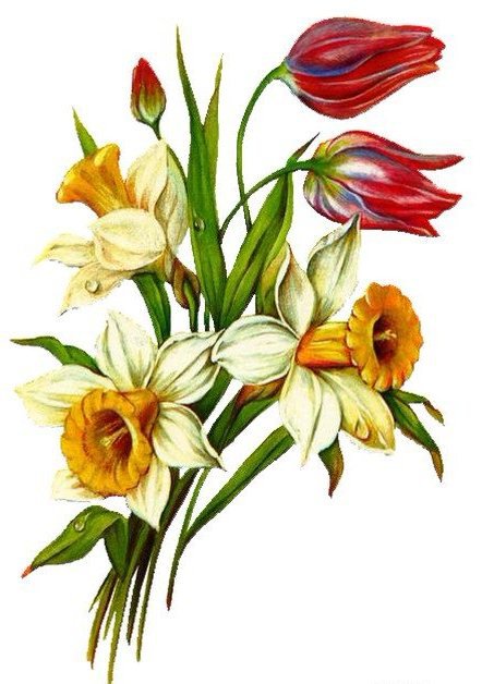 Весенние цветы - нарциссы, цветы, тюльпаны, весенние цветы - оригинал