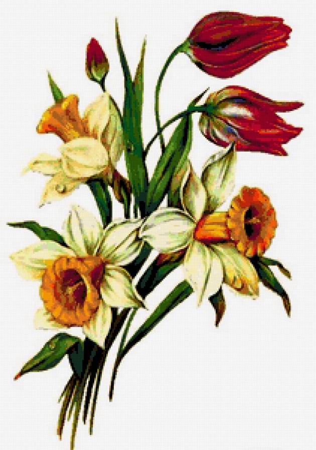 Весенние цветы - нарциссы, весенние цветы, тюльпаны, цветы - предпросмотр