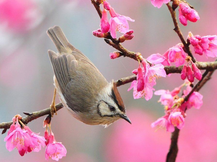 Весна - цветы, птицы, весна - оригинал