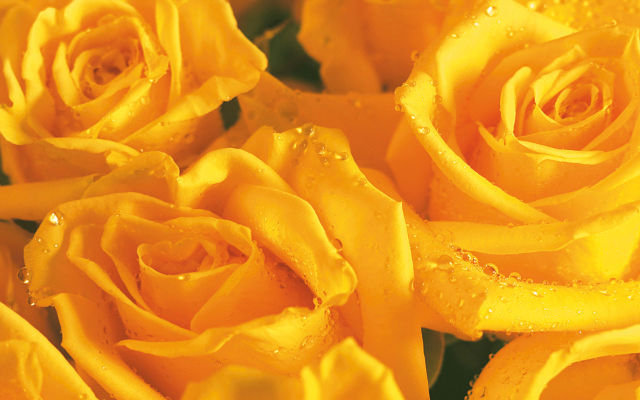 изумительные розы - подушка, желтые, бутоны, розы - оригинал
