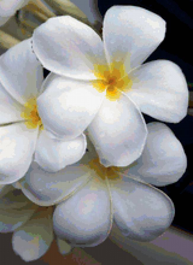 белые цветы - цветы, экзотика - предпросмотр