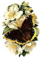 Оригинал схемы вышивки «бабочка» (№296194)