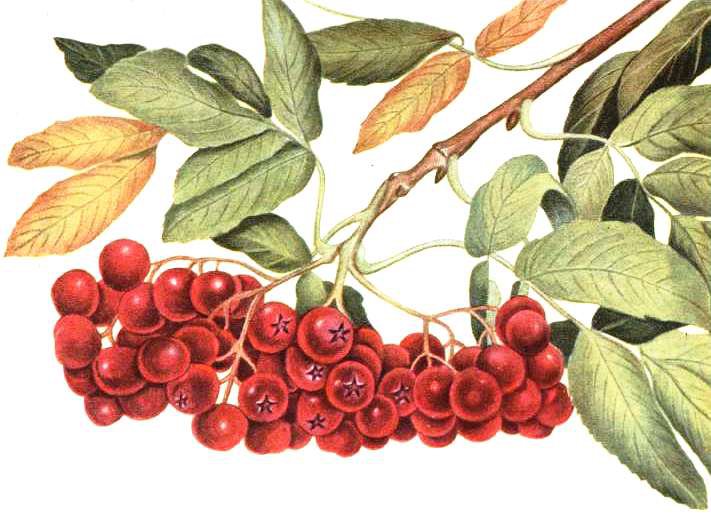 Веточка рябины - рябинка, ягоды, природа, рябина, гроздья, ягодки - оригинал