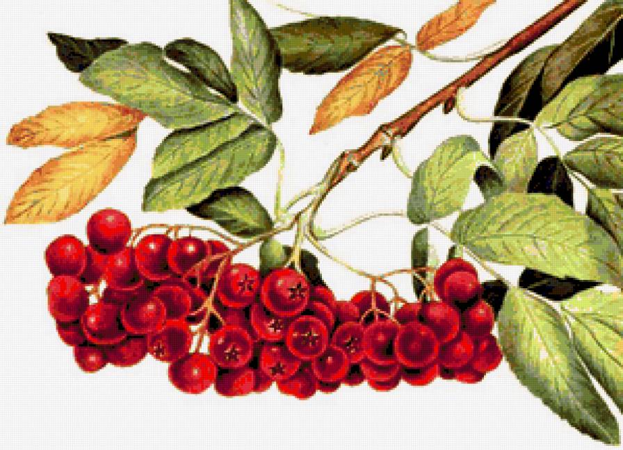 Веточка рябины - природа, рябина, ягодки, гроздья, рябинка, ягоды - предпросмотр
