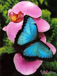 серия "бабочки" - бабочка, цветы - оригинал