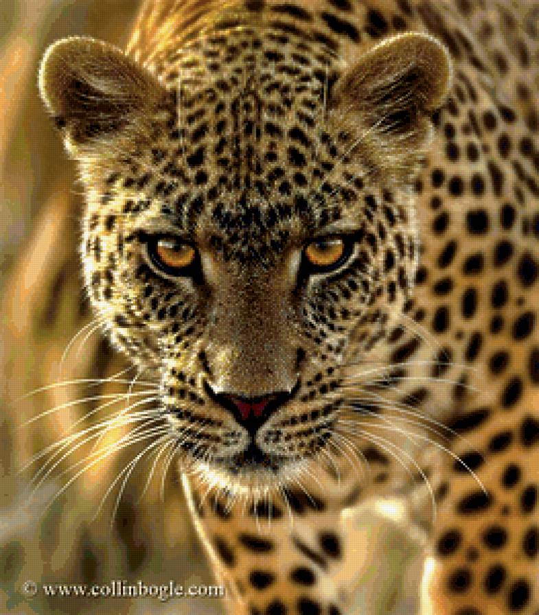 леопард - дикие кошки - предпросмотр