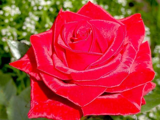 роза крававо красная - оригинал