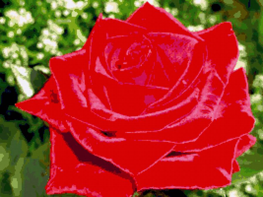 роза крававо красная - предпросмотр
