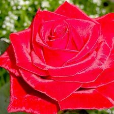 Схема вышивки «роза крававо красная»