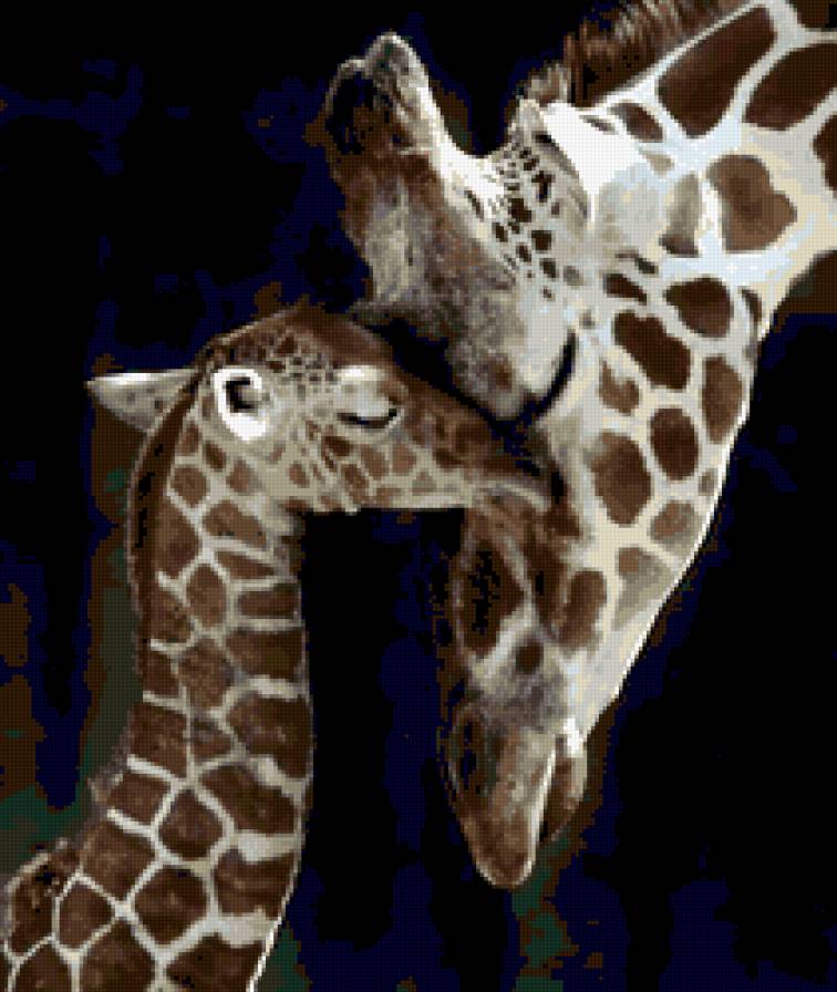 родительская любовь - животные, жираф, африка - предпросмотр