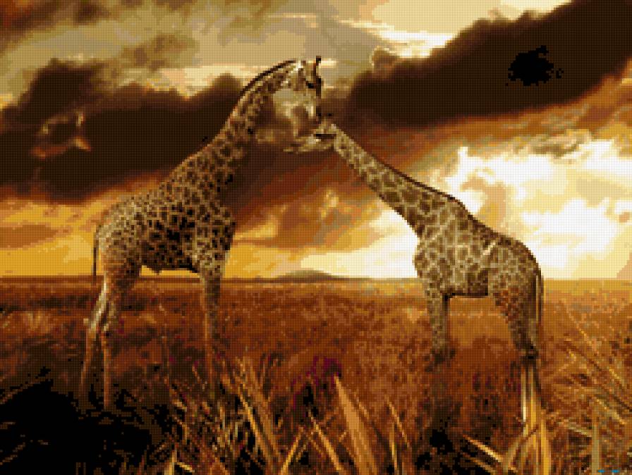 закат - животные, африка, жираф - предпросмотр