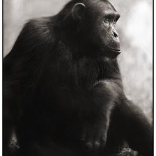 Оригинал схемы вышивки «шимпанзе» (№297816)