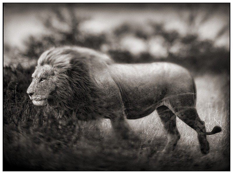обход территории - лев, африка, животные - оригинал