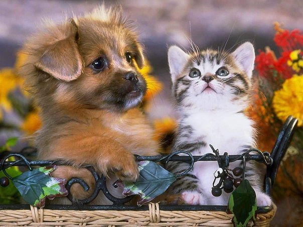 щенок и котенок - собаки, кошки, животные - оригинал