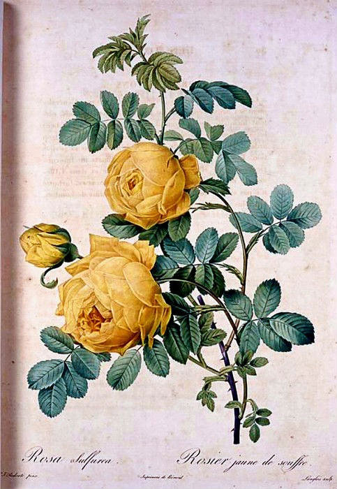 жёлтые розы - розы, цветы - оригинал