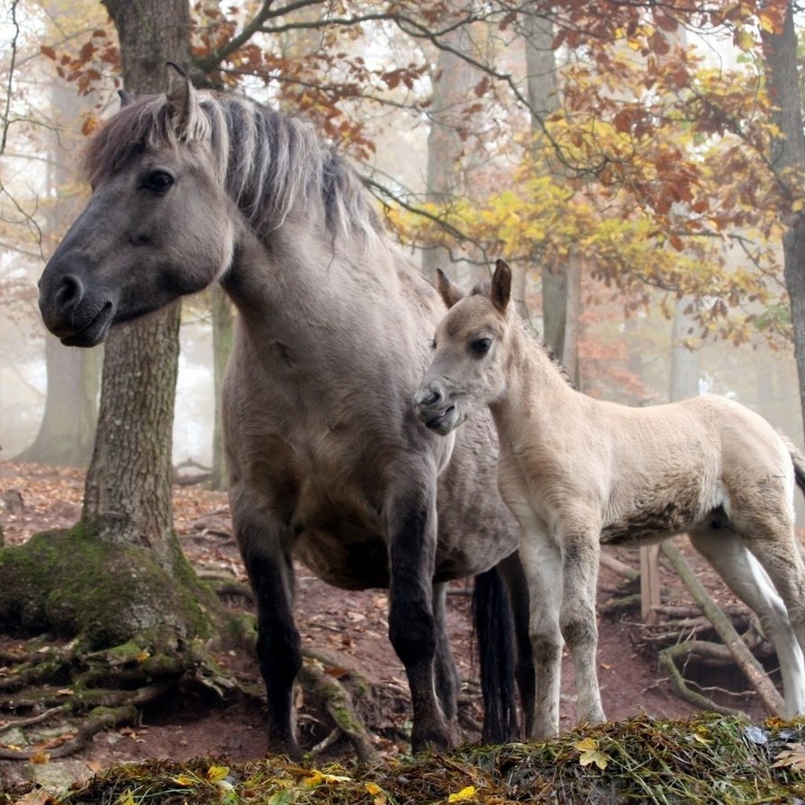 Мама с жеребенком - лошадь - оригинал