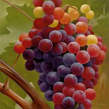 виноградная гроздь