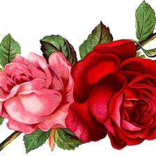 Оригинал схемы вышивки «розы» (№298501)