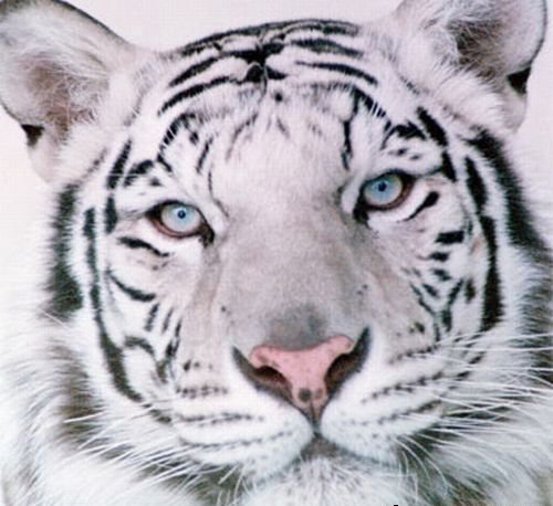белый тигр - животные, дикие животные - оригинал