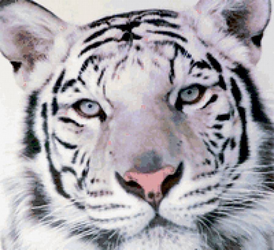 белый тигр - дикие животные, животные - предпросмотр