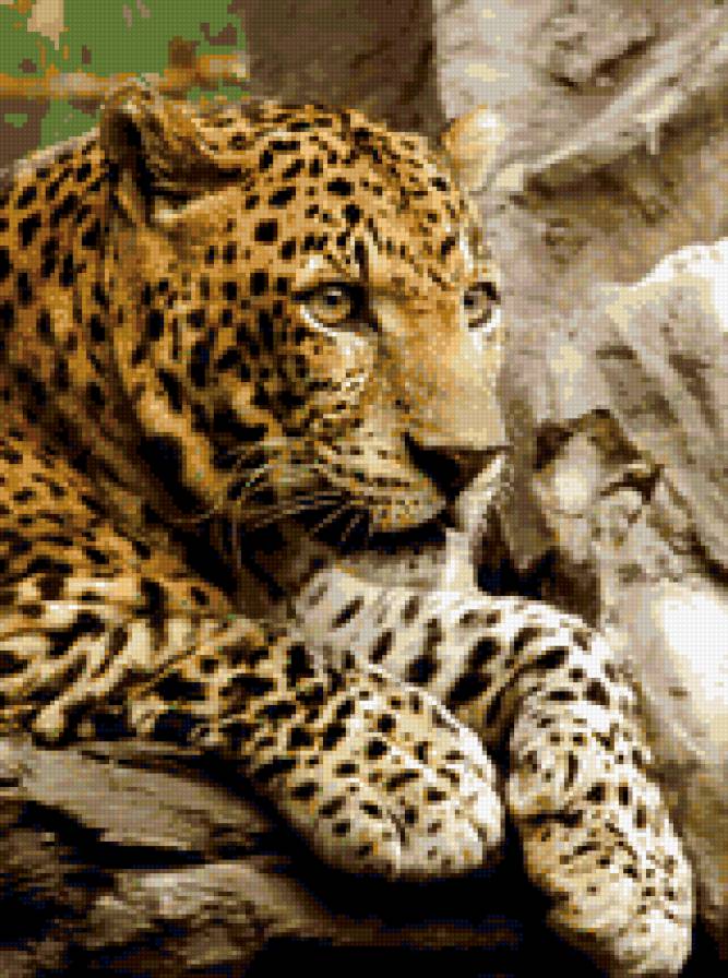 Леопард - леопард, кошки - предпросмотр