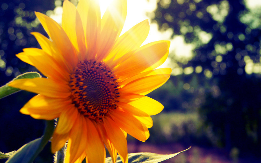 Маленькое солнце - подсолнух, цветы - оригинал