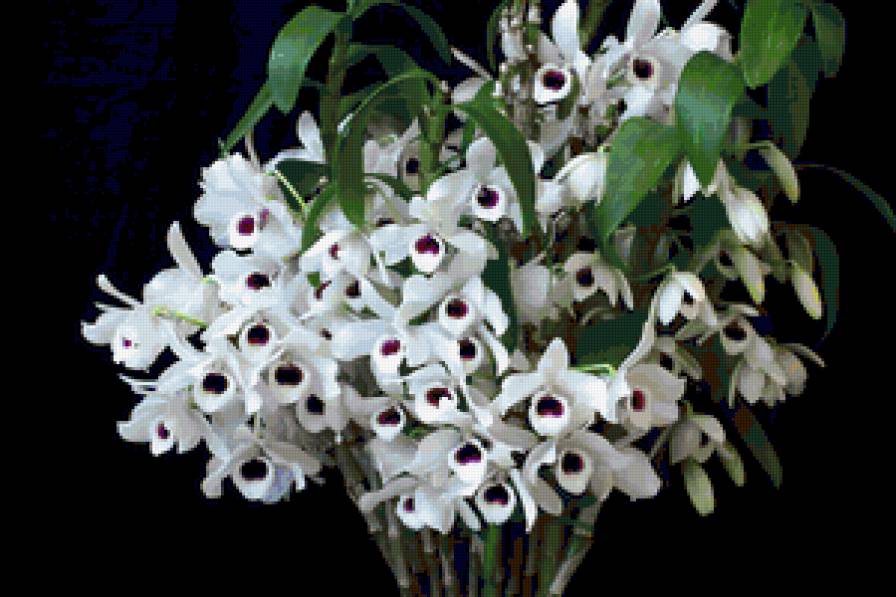 Нежные орхидеи - цветы, орхидеи, нежность - предпросмотр