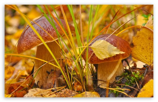 грибы, осень - осень, грибы - оригинал