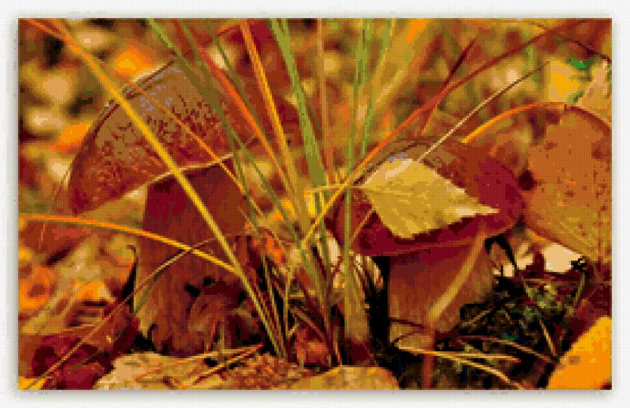 грибы, осень - осень, грибы - предпросмотр