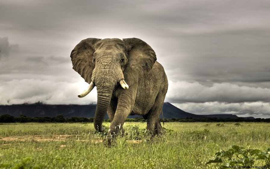 Слон - животные - оригинал