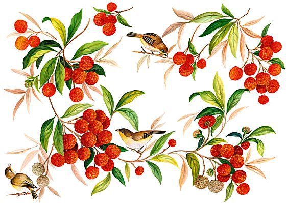 Птички и ягоды - ягоды, птицы - оригинал