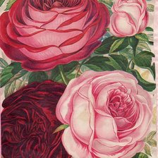 Оригинал схемы вышивки «розы» (№300424)