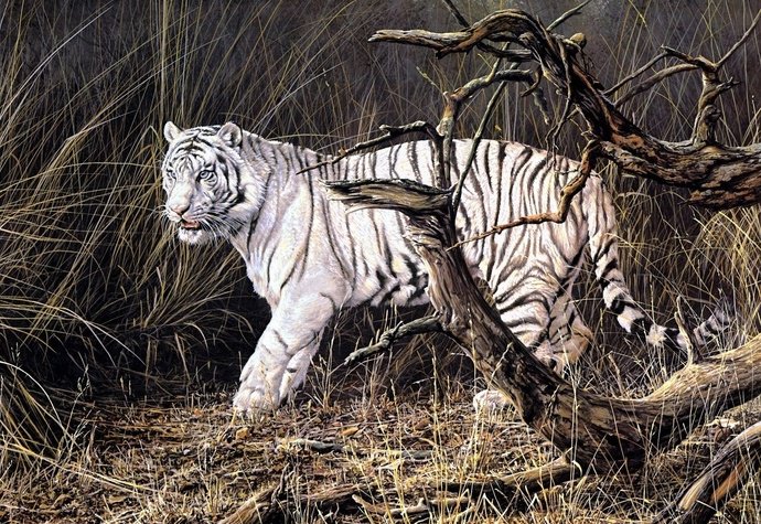Белый тигр - природа, хищники, тигры - оригинал
