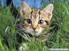 Схема вышивки «котик в траве))))»