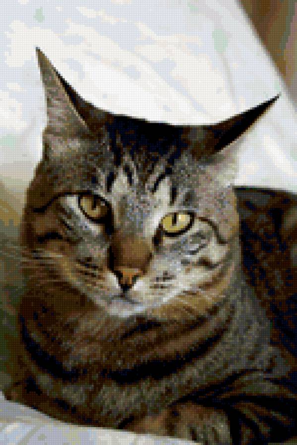 Кот курильский бобтейл - кошка, кот, рысь - предпросмотр